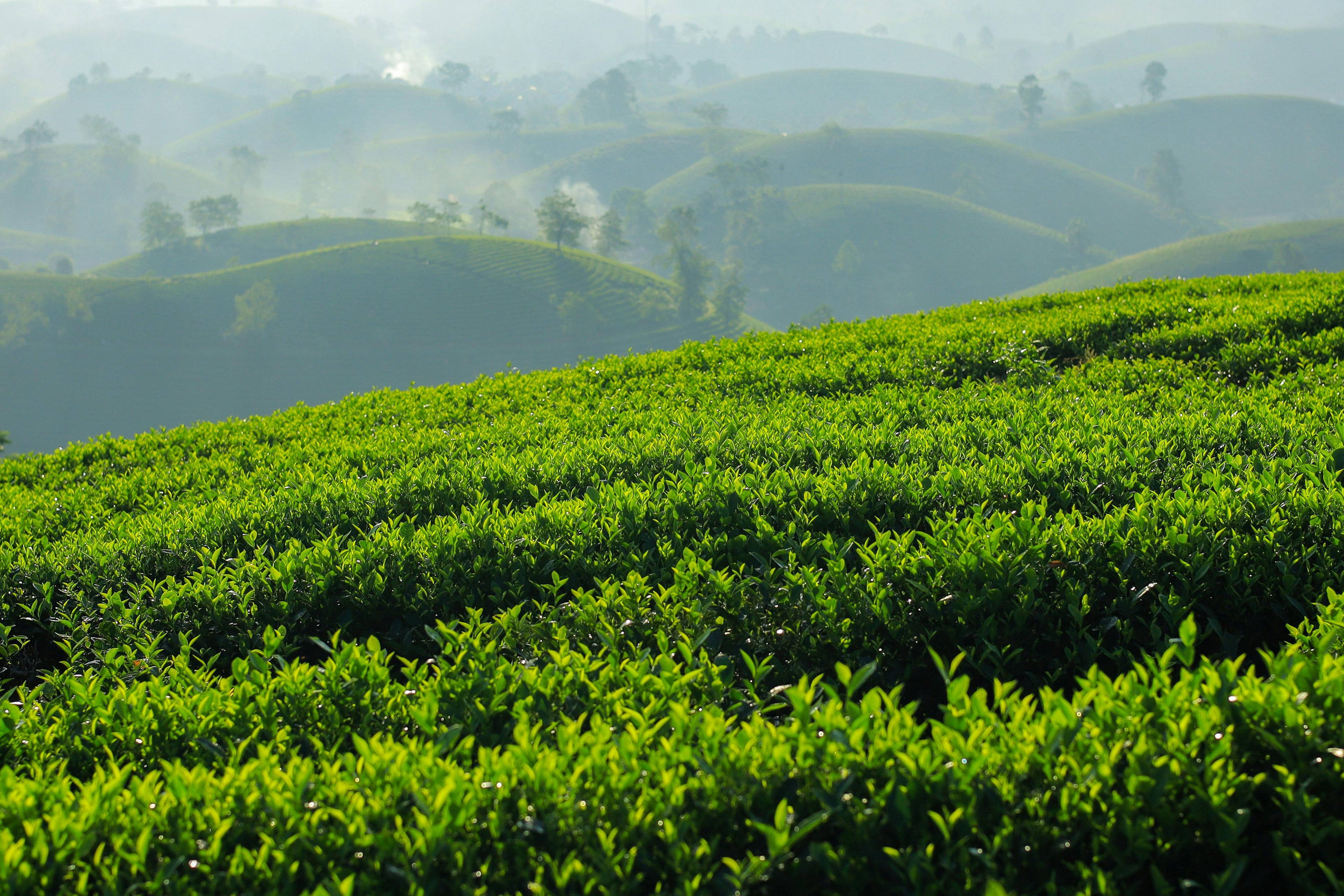 green tea farm